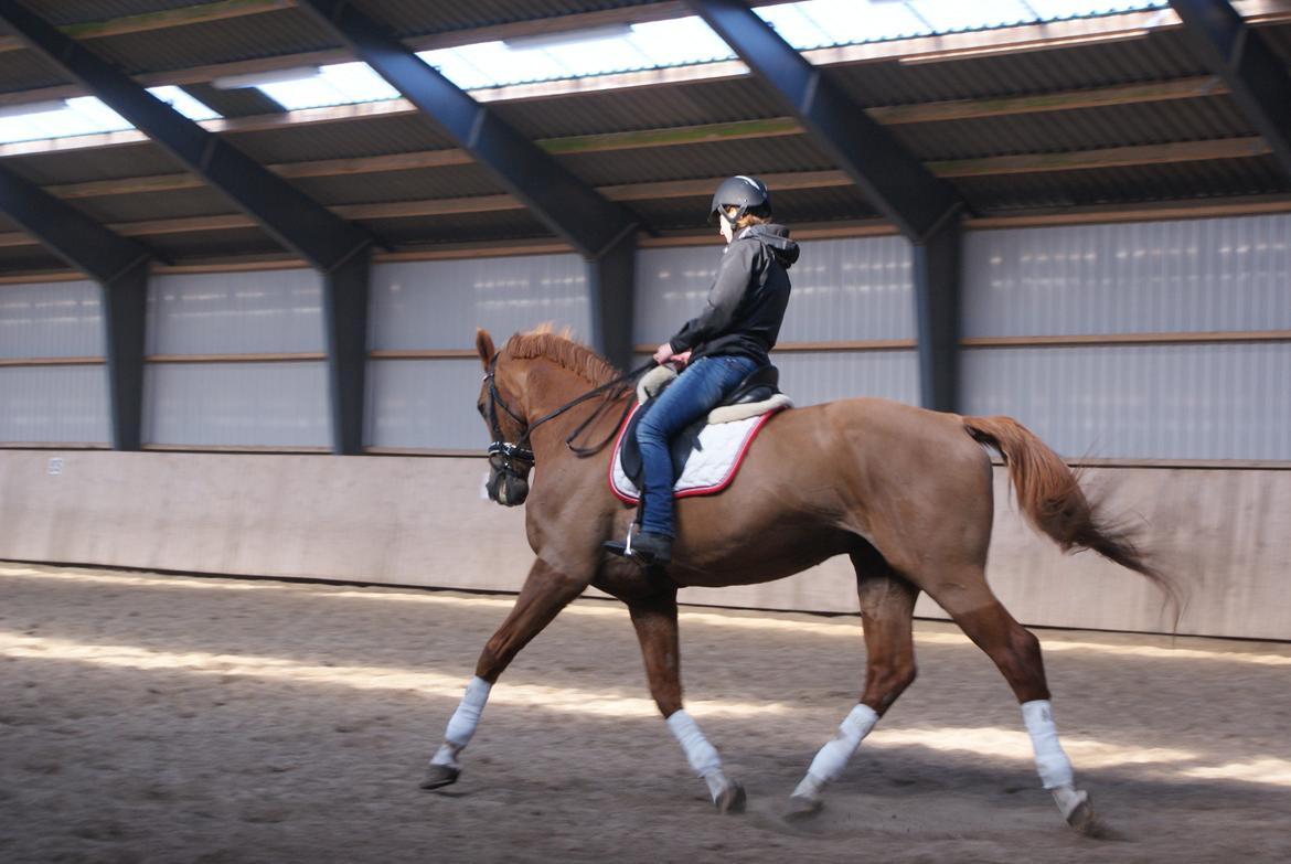 Dansk Varmblod Reggae solgt billede 7