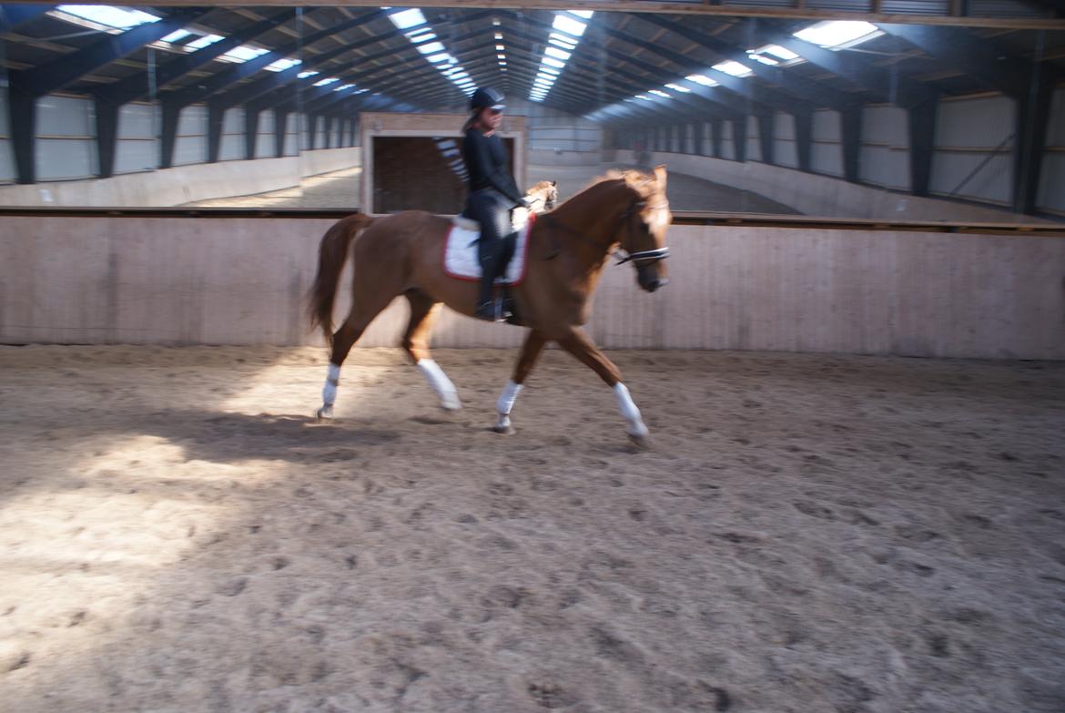 Dansk Varmblod Reggae solgt billede 8