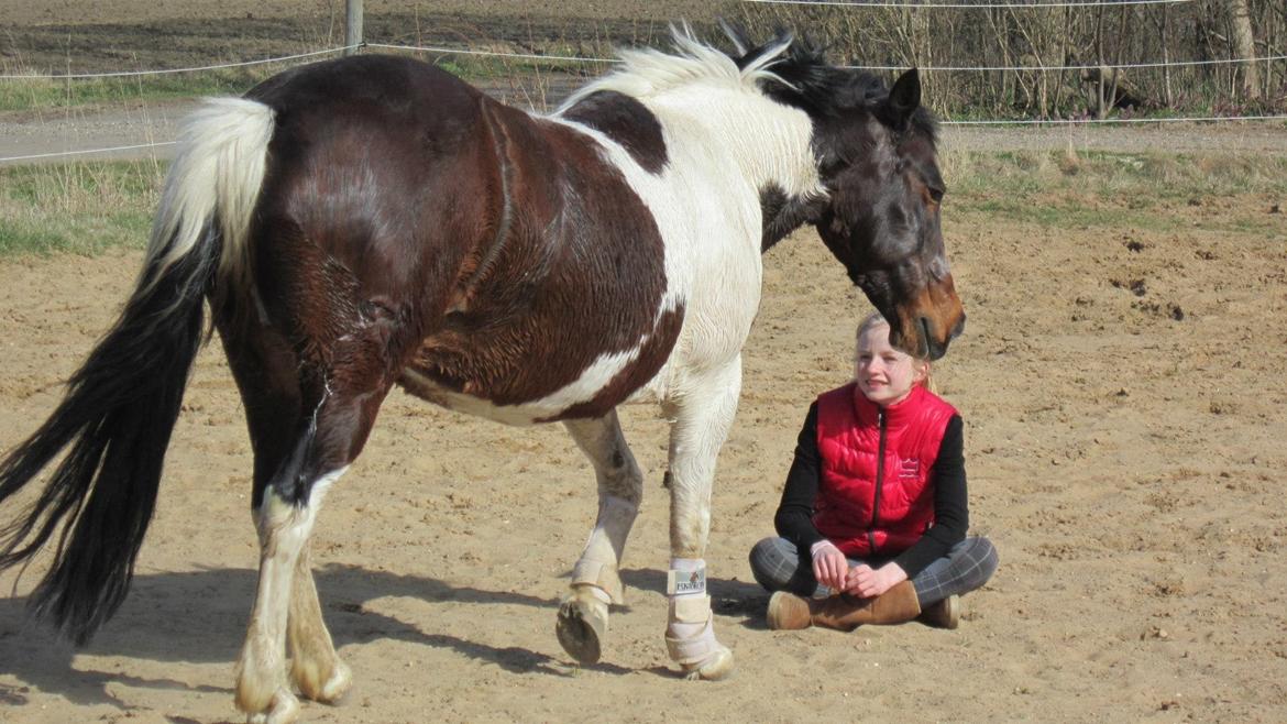 Pinto Tulli  billede 2