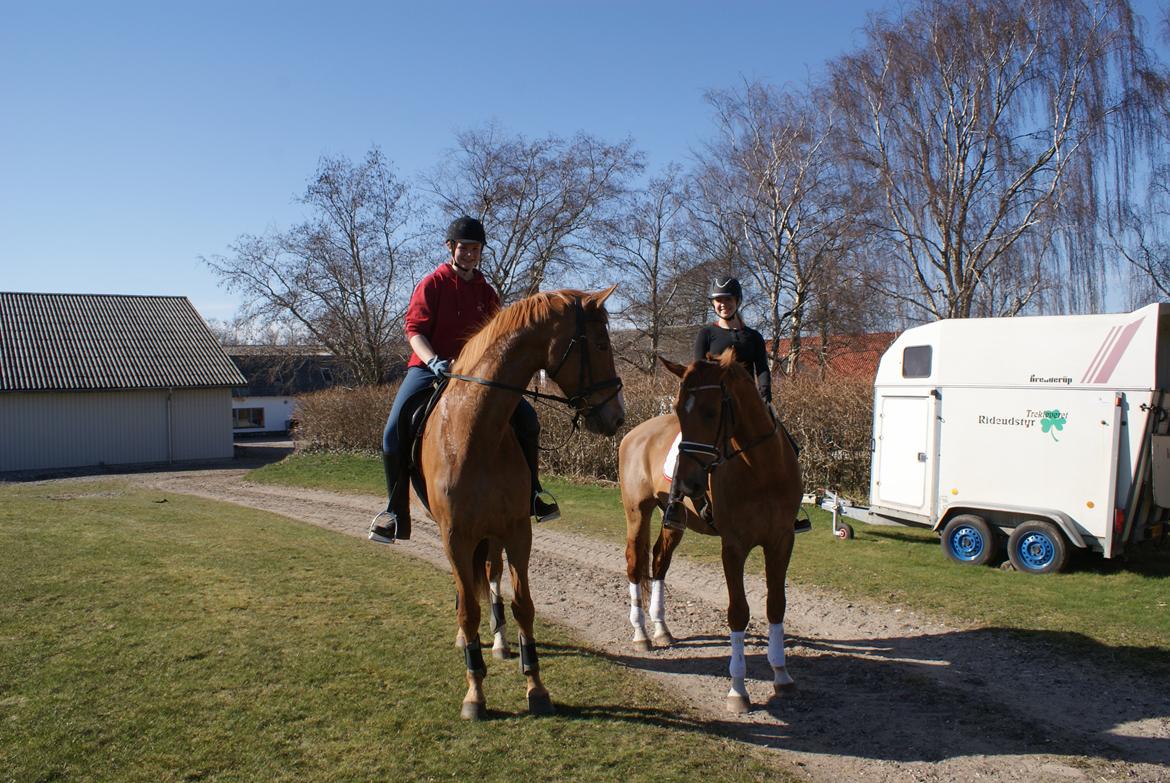Dansk Varmblod Reggae solgt billede 9