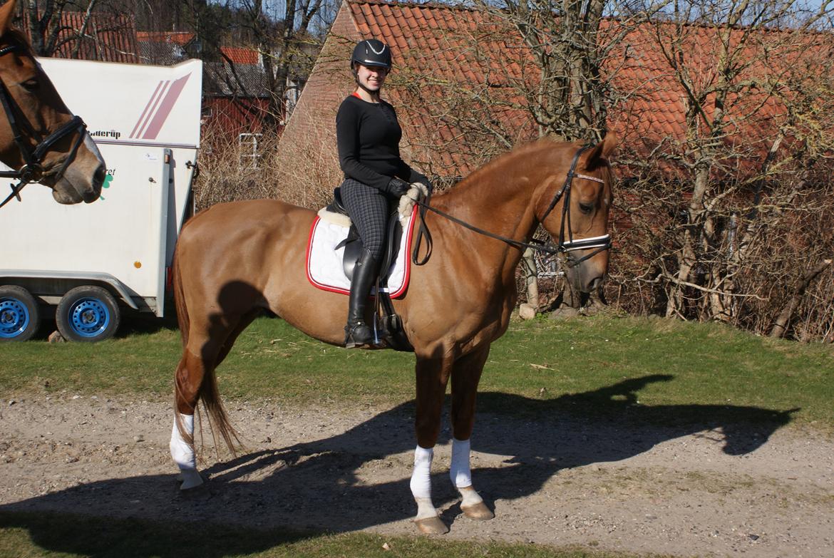 Dansk Varmblod Reggae solgt billede 10