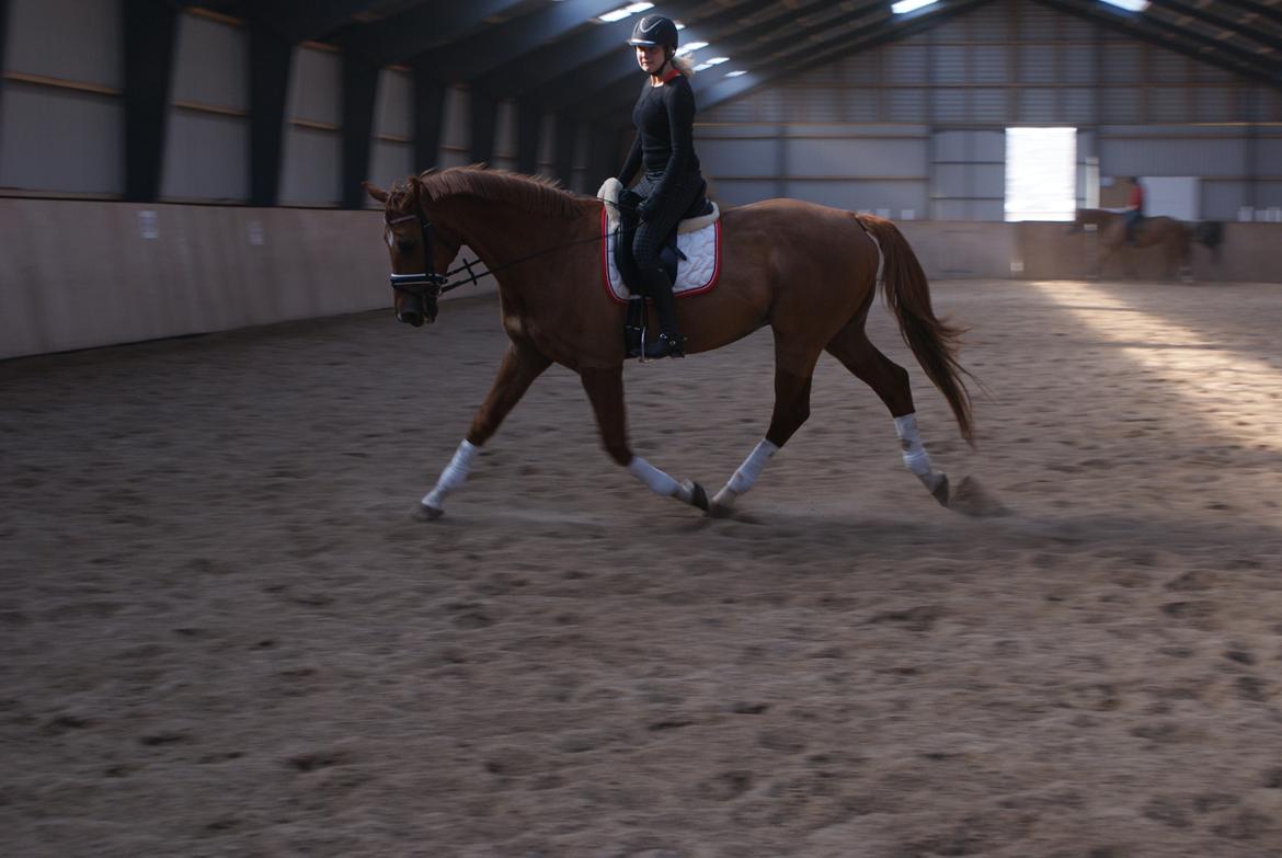 Dansk Varmblod Reggae solgt billede 11