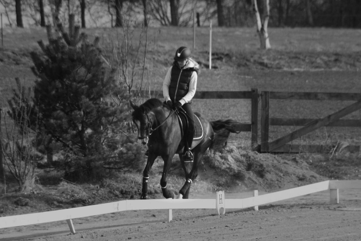New Forest Romeo's Geiger B-pony billede 5