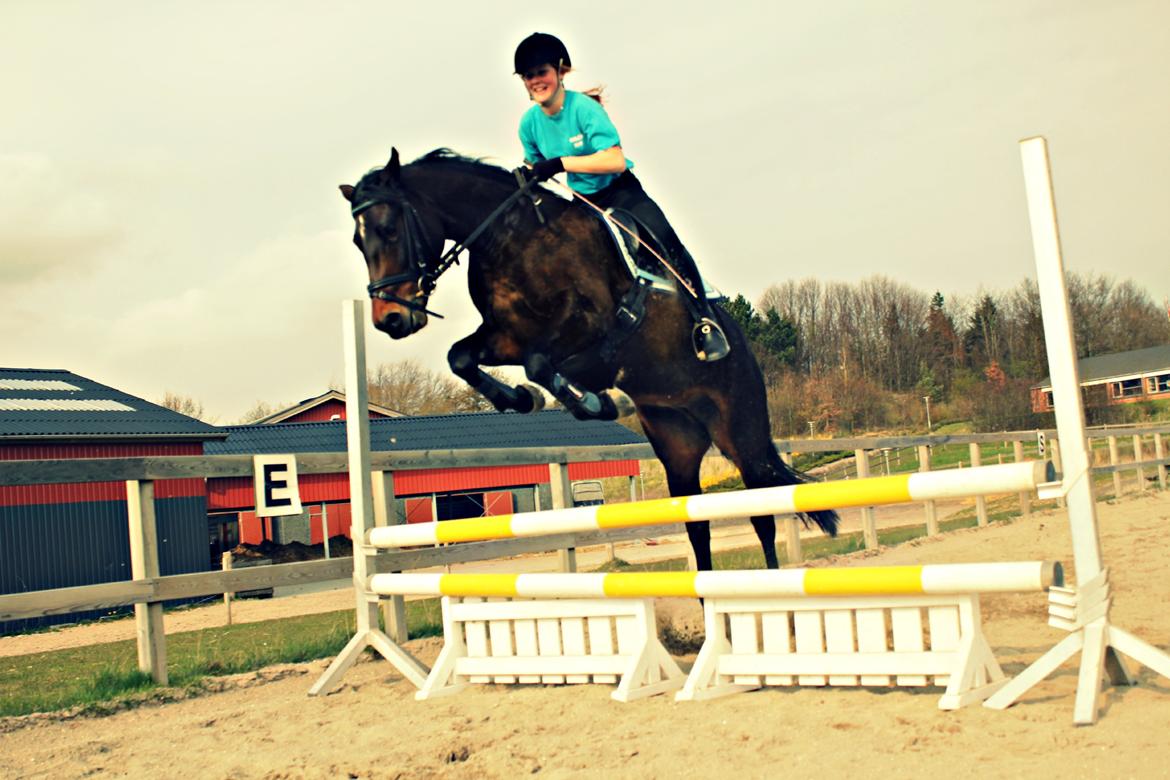 New Forest Strandgårdens Moonlight - Hvem sagde en god dressur pony ikke kan springe! :) billede 13