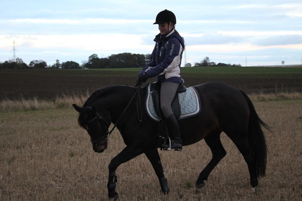 New Forest Strandgårdens Moonlight billede 3