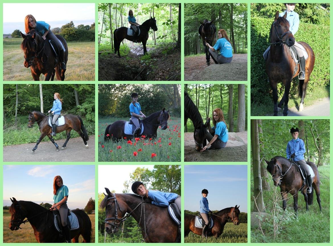 New Forest Strandgårdens Moonlight billede 2