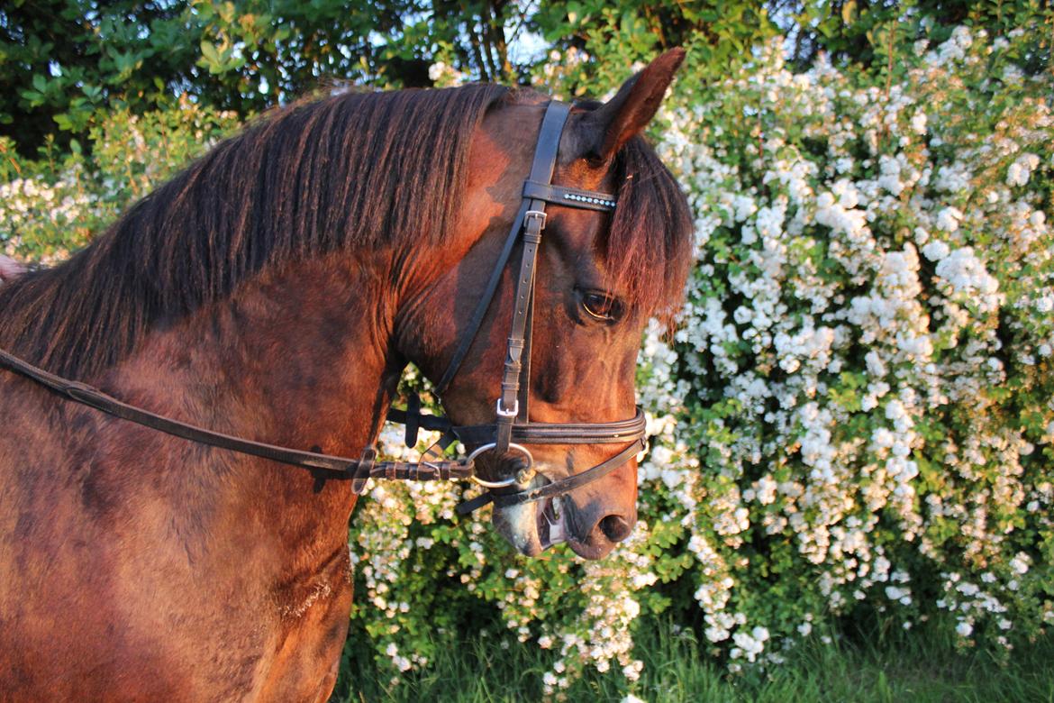 New Forest Strandgårdens Moonlight billede 17