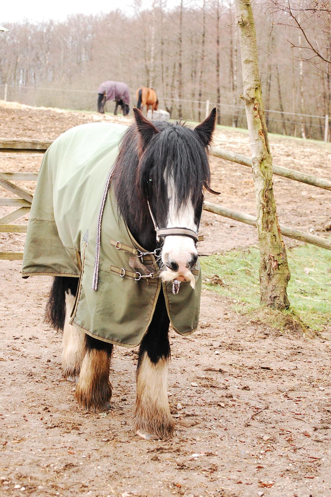 Irish Cob Sir Victor Of Ireland billede 7