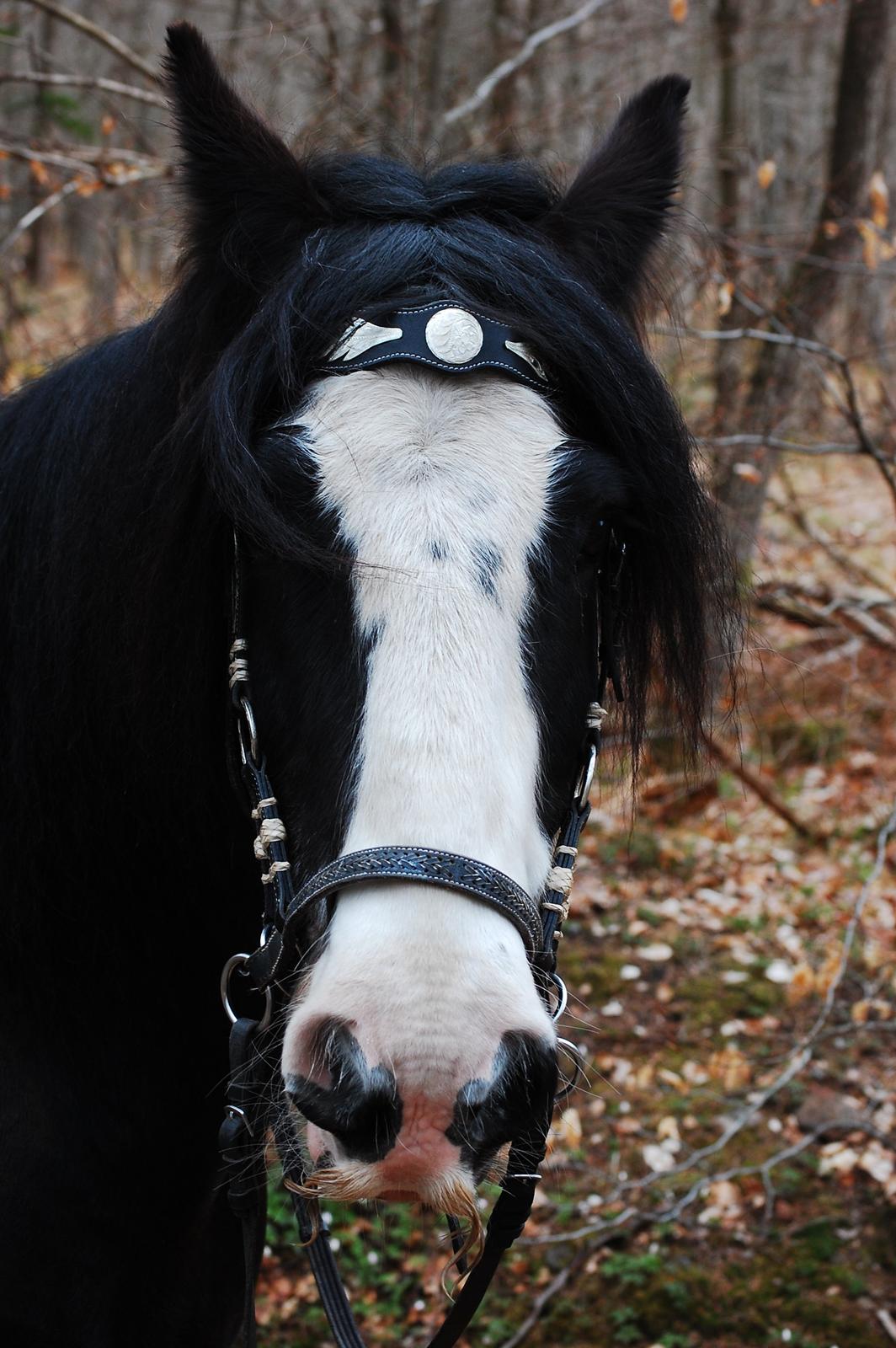 Irish Cob Sir Victor Of Ireland billede 10