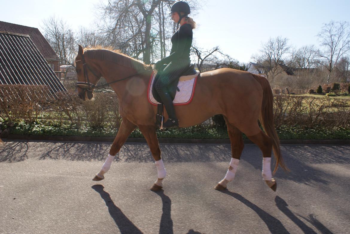 Dansk Varmblod Reggae solgt billede 12