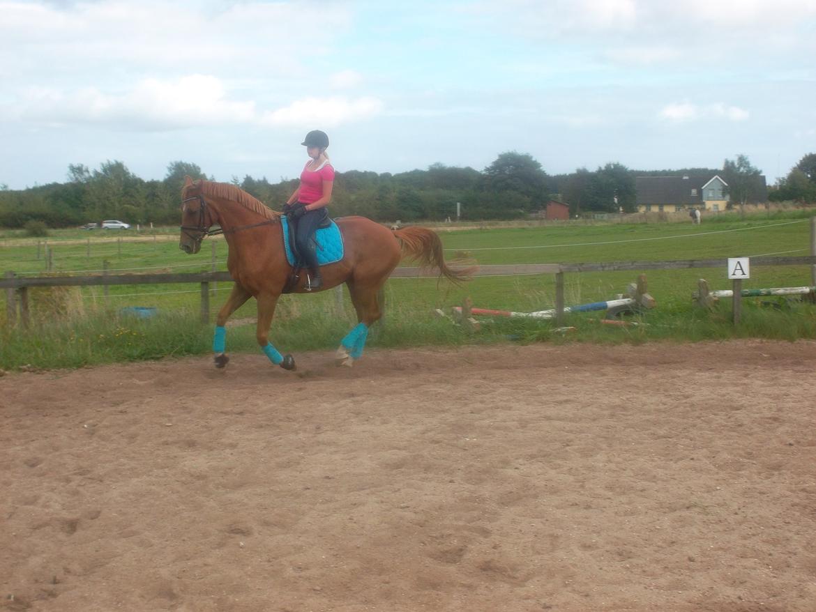 Dansk Varmblod Reggae solgt - Et galop billed efter 2 måneders ridning billede 13