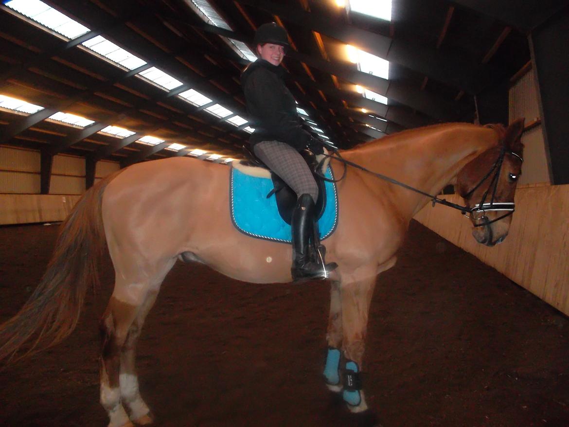 Dansk Varmblod Reggae solgt billede 14