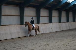 Dansk Varmblod Reggae solgt - Hans første stævne med mig i LC 3 billede 15