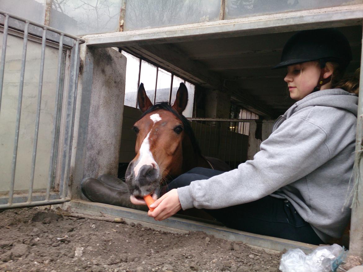 DSP Toftegårdens Alcazar B-pony billede 16