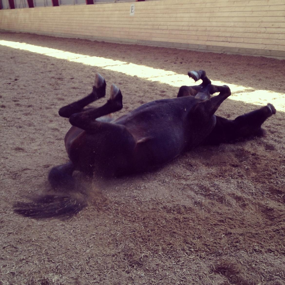 New Forest Bella - Blev du træt?? <3  billede 16