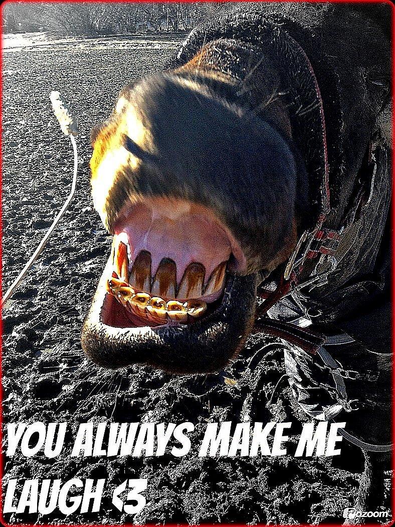 New Forest Bella - Tak fordi du kiggede!! <3 billede 19