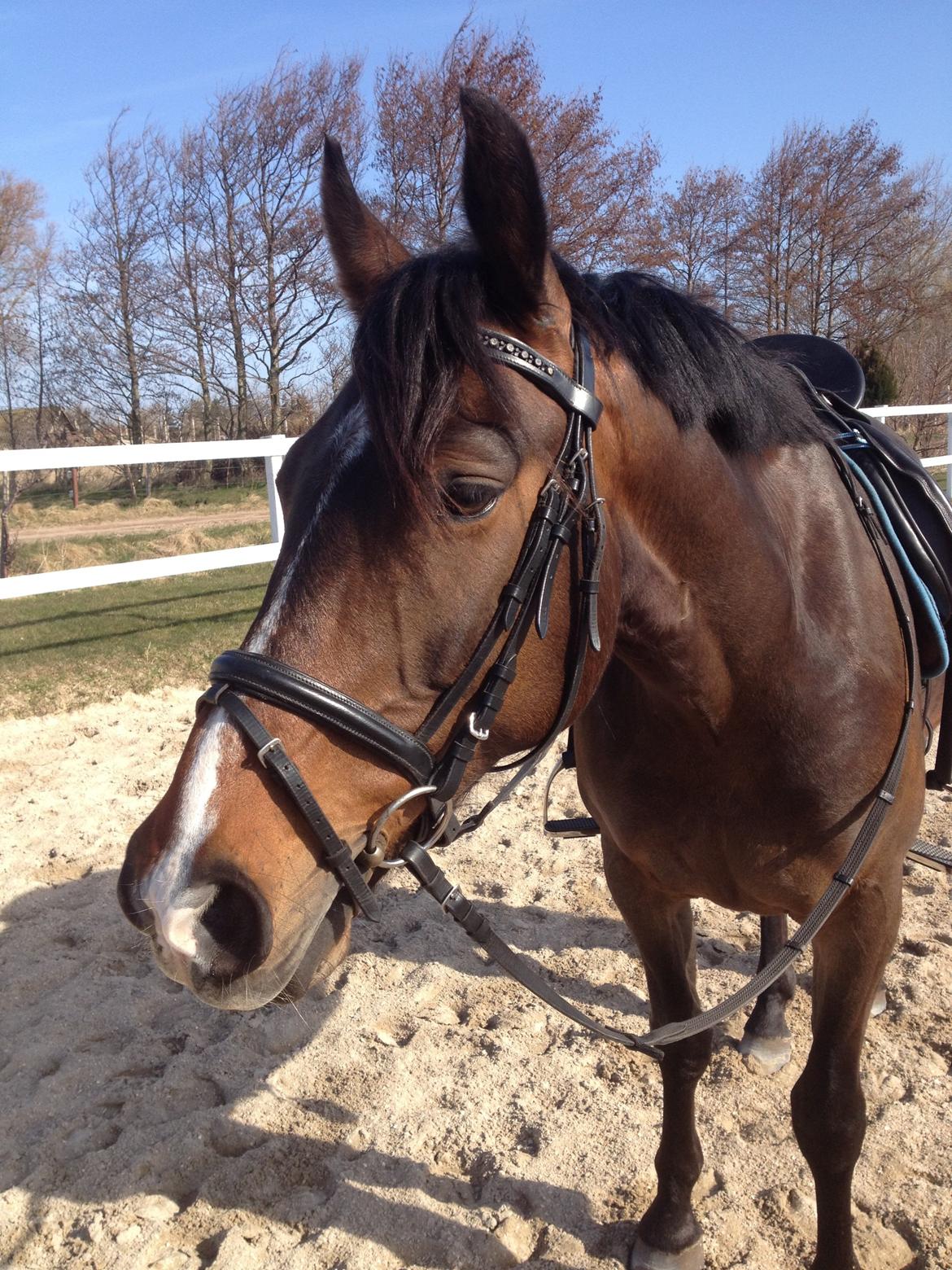 Oldenborg Brunør II - Træt efter træning! <3 billede 14