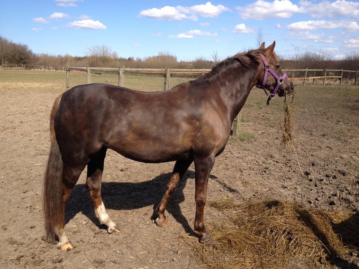Welsh Pony (sec B) Sianwood Starburst billede 1