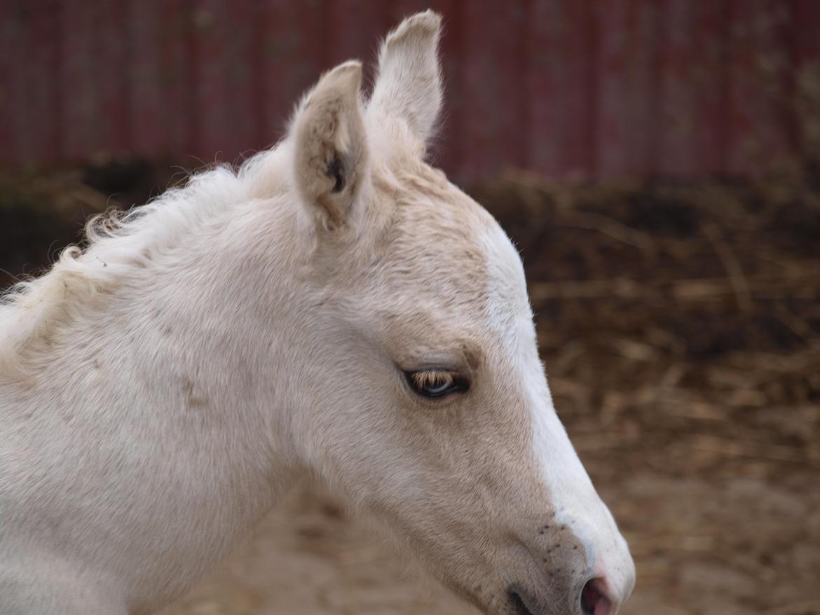 Anden særlig race Skandalen's sokrates billede 1