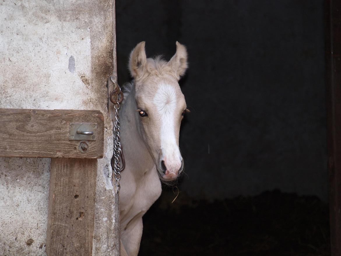 Anden særlig race Skandalen's sokrates billede 2