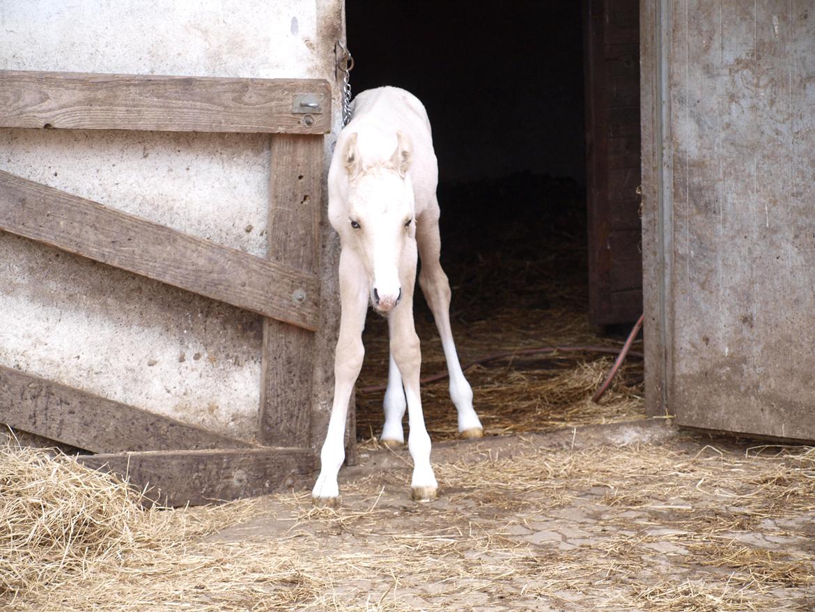 Anden særlig race Skandalen's sokrates billede 3