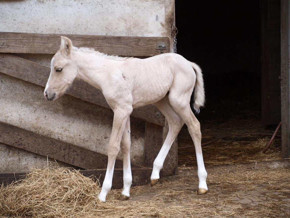 Anden særlig race Skandalen's sokrates billede 4