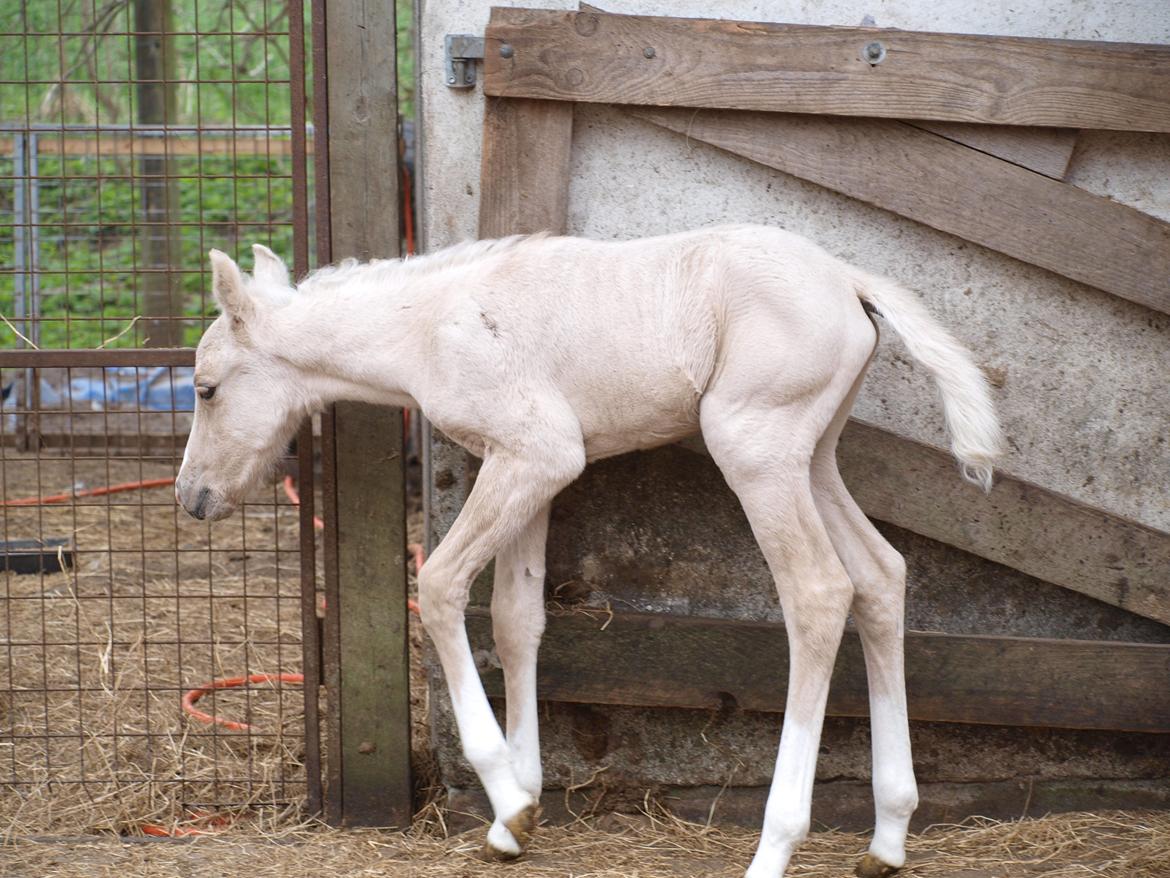 Anden særlig race Skandalen's sokrates billede 6