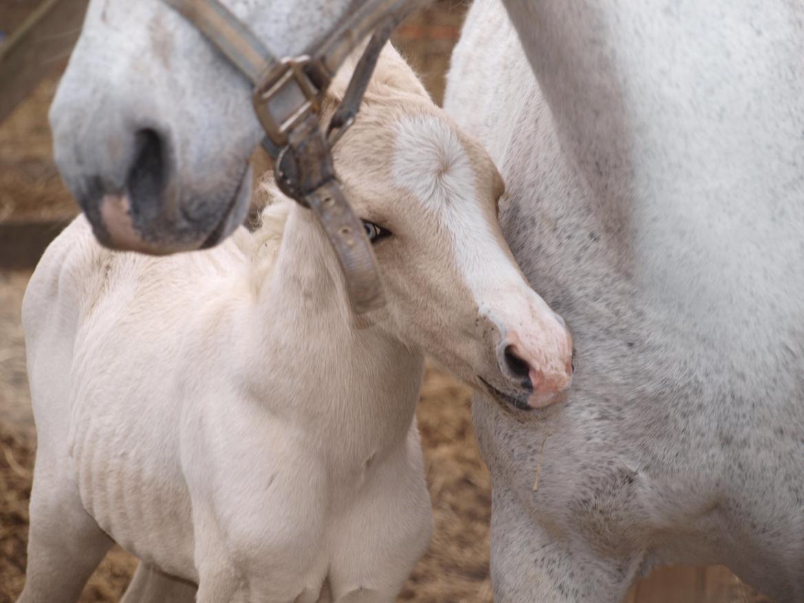 Anden særlig race Skandalen's sokrates billede 10