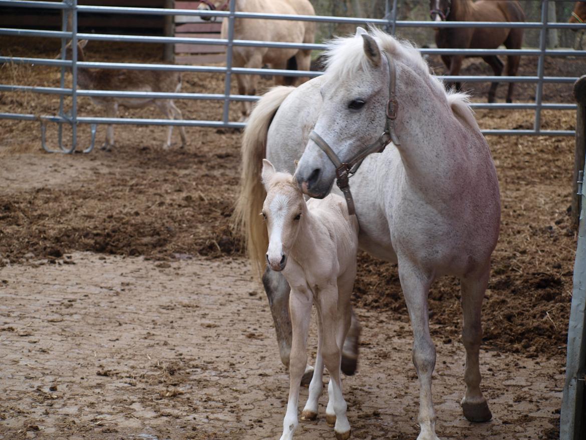 Anden særlig race Skandalen's sokrates billede 14