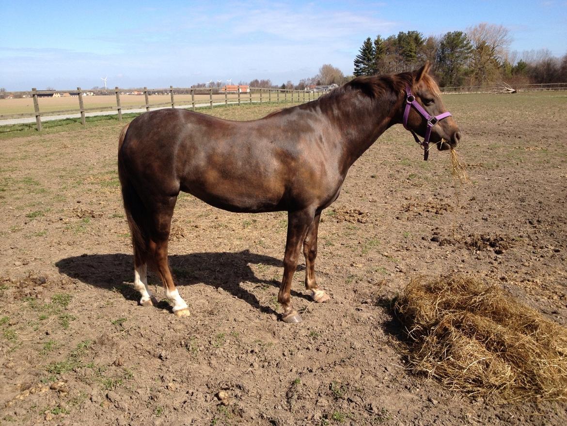 Welsh Pony (sec B) Sianwood Starburst billede 2