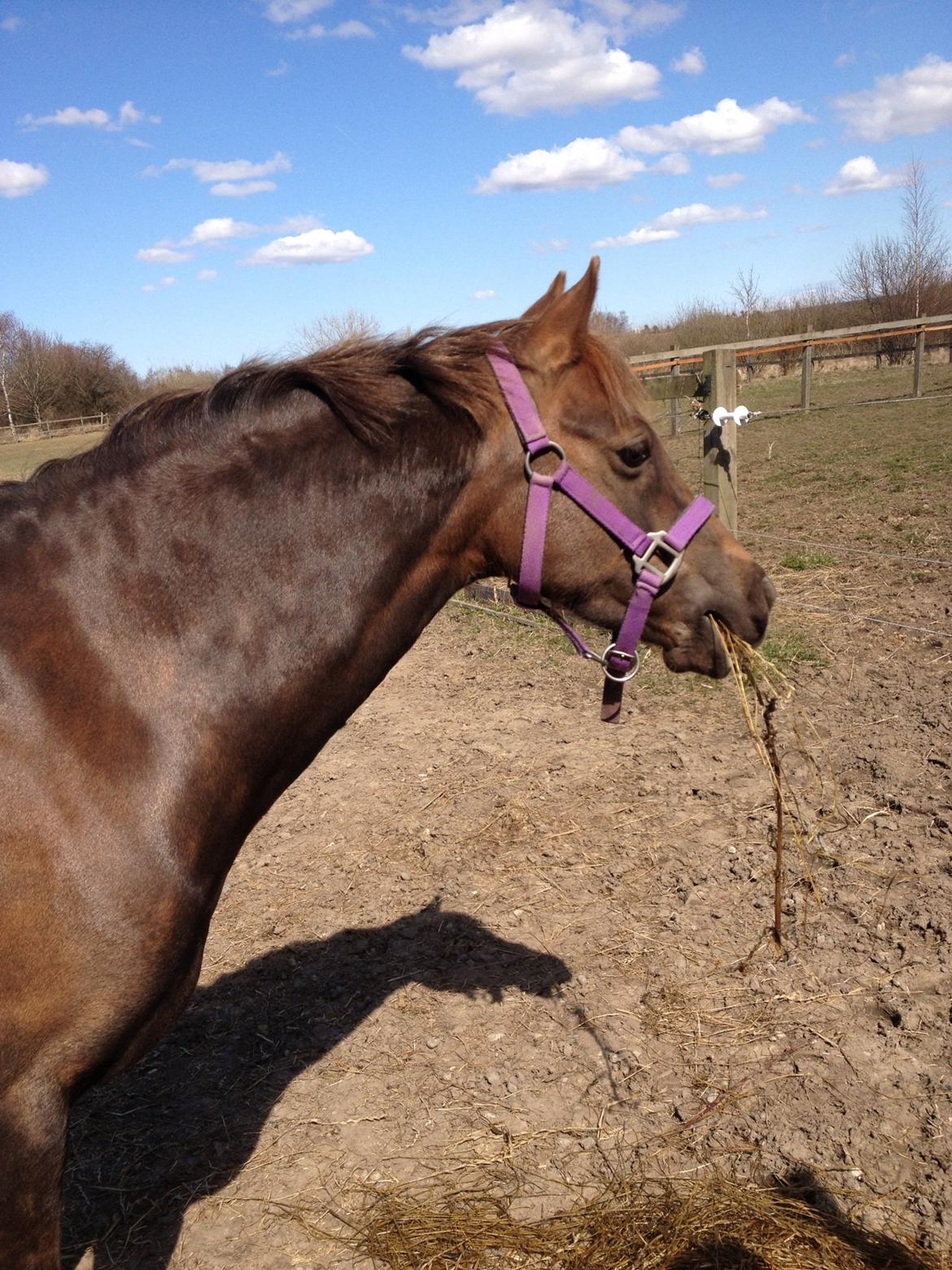 Welsh Pony (sec B) Sianwood Starburst billede 3