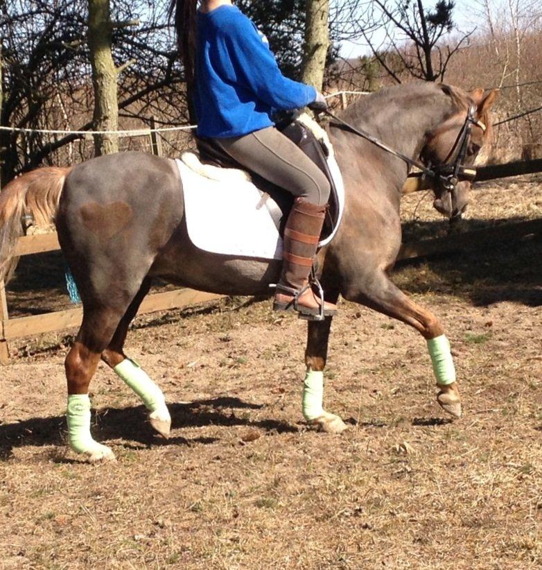 Welsh Pony (sec B) Sianwood Starburst billede 4
