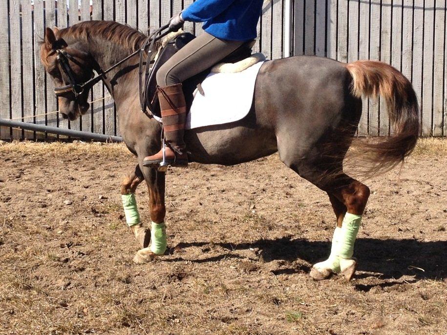 Welsh Pony (sec B) Sianwood Starburst billede 5