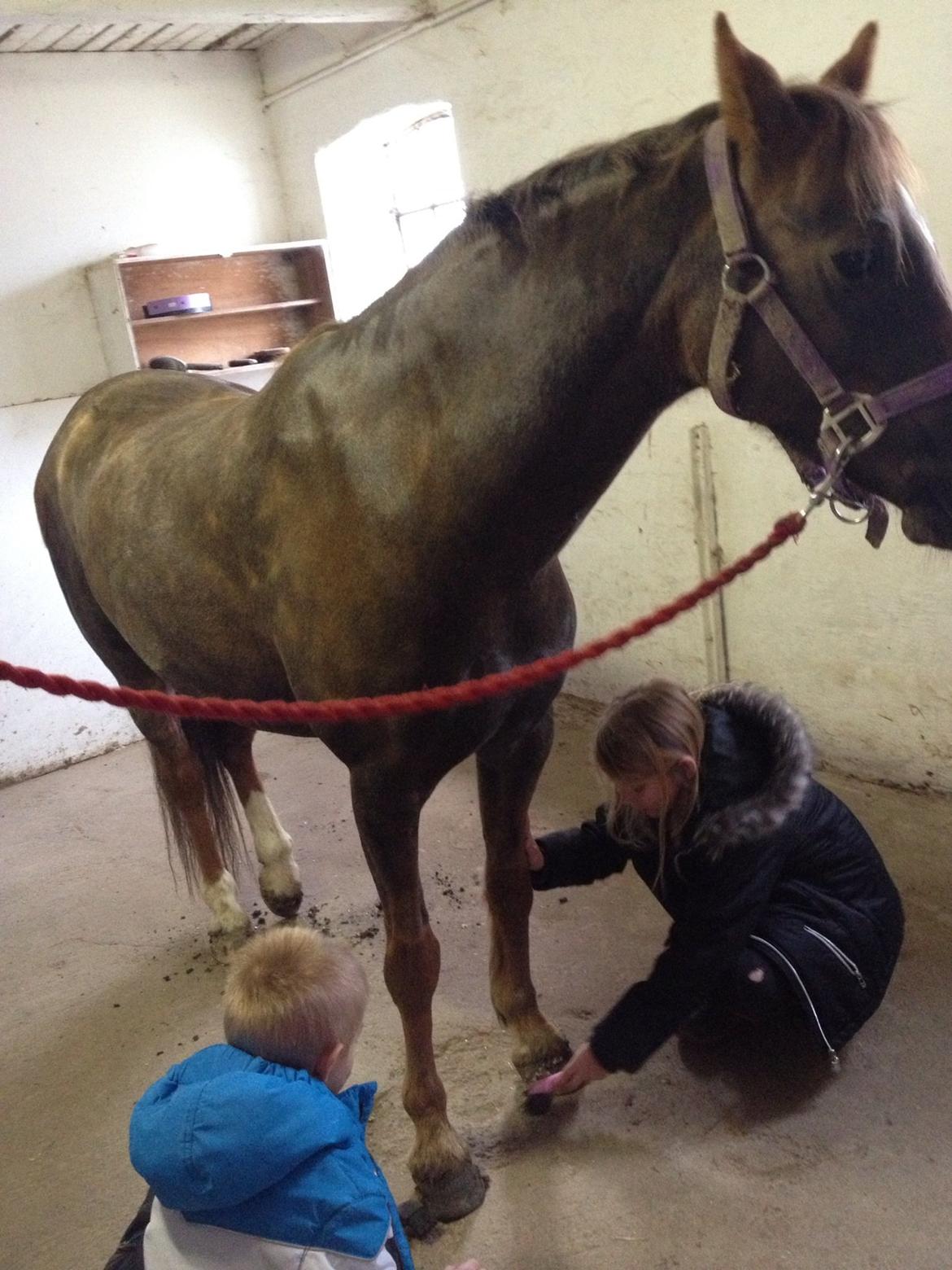 Welsh Pony (sec B) Sianwood Starburst billede 6