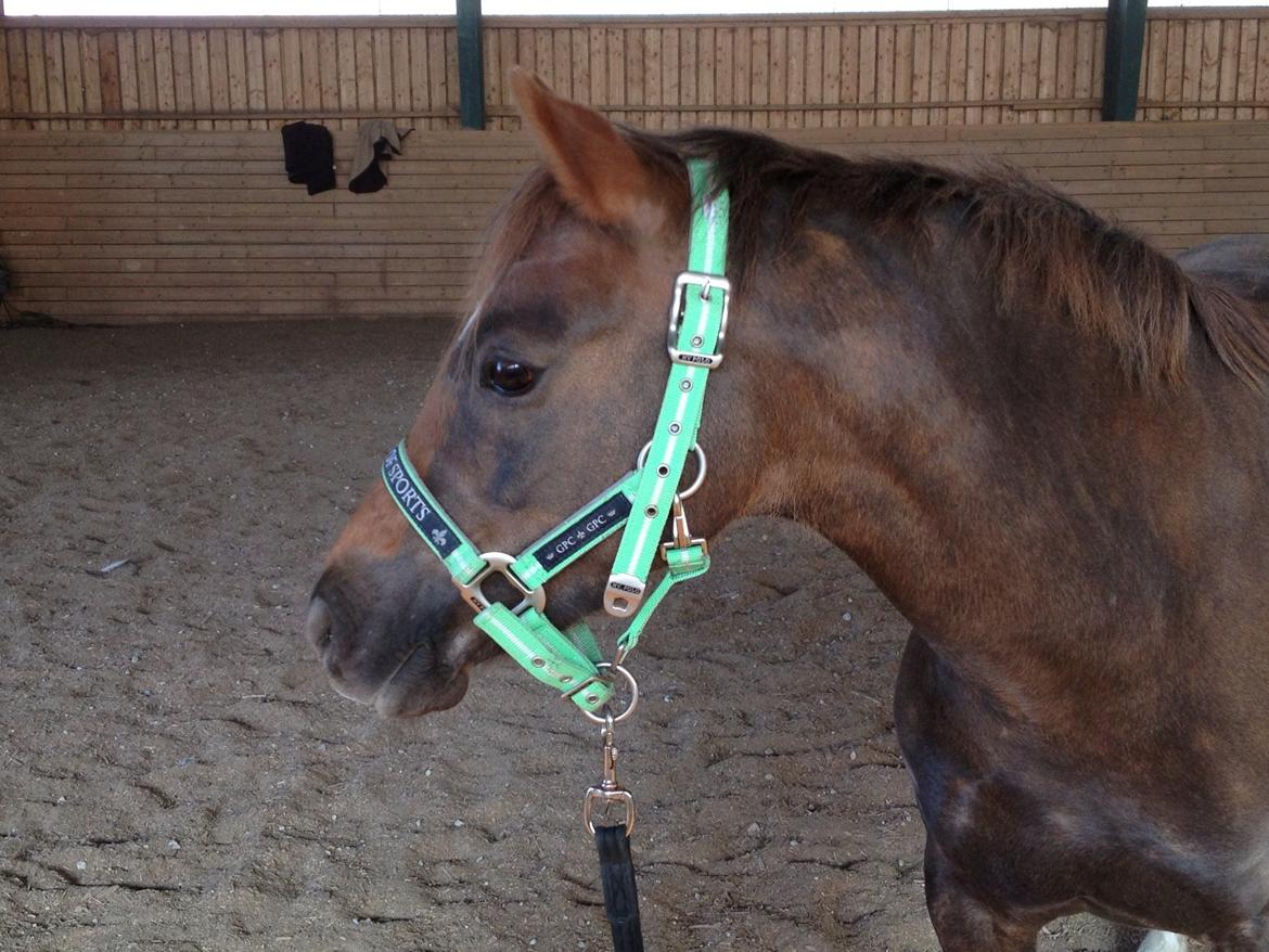 Welsh Pony (sec B) Sianwood Starburst billede 7