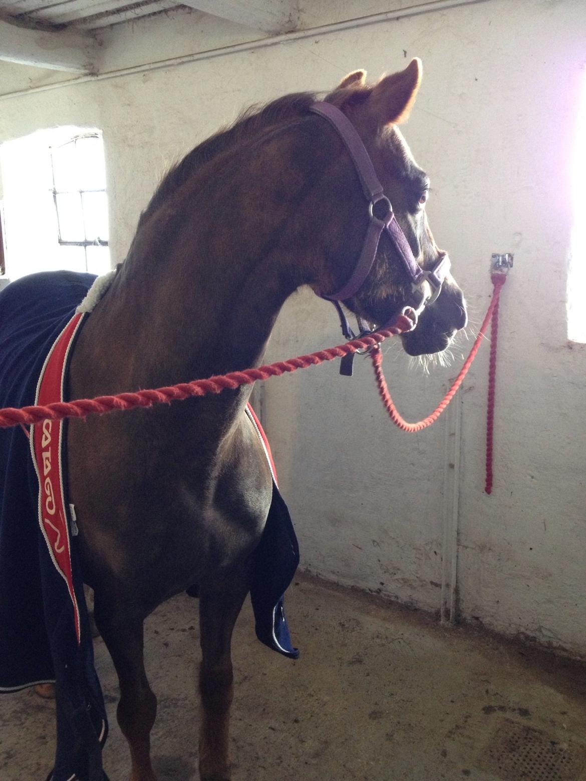 Welsh Pony (sec B) Sianwood Starburst billede 8