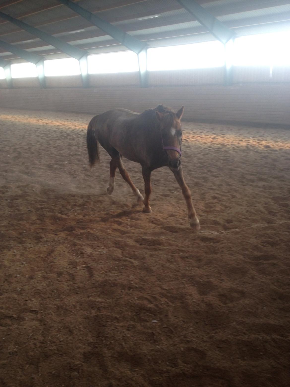Welsh Pony (sec B) Sianwood Starburst billede 9