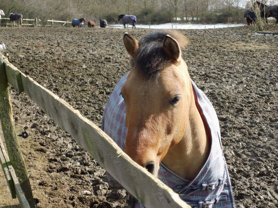 Anden særlig race Smukke Pocahontas!<3 - <3<3<3 billede 11