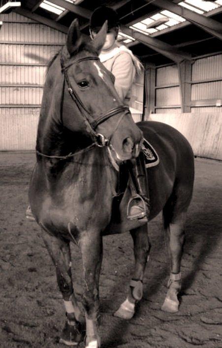 Hannoveraner Lianise (Prinsessen) billede 11