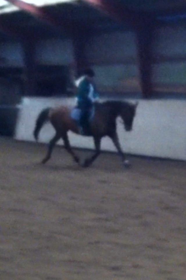 Hannoveraner Lianise (Prinsessen) billede 12