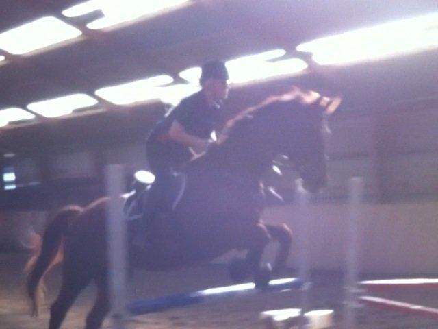 Hannoveraner Lianise (Prinsessen) billede 14