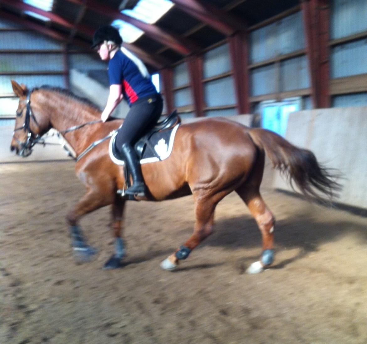 Hannoveraner Lianise (Prinsessen) billede 15