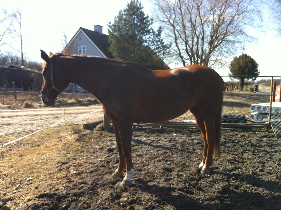 Hannoveraner Lianise (Prinsessen) billede 16