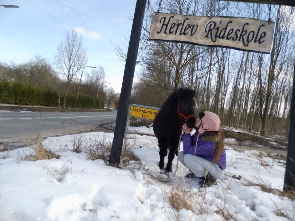 Shetlænder Mejse-mus <3 - Mejse!
Herlev Rideskole den bedste <3 billede 16