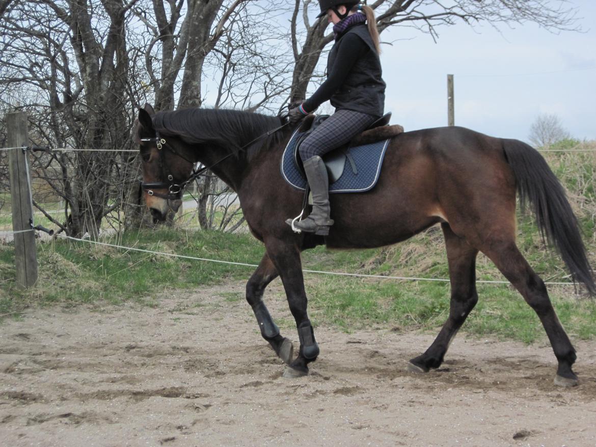 Traver Ærtig K - 26/04/13 opvarmning før spring billede 10