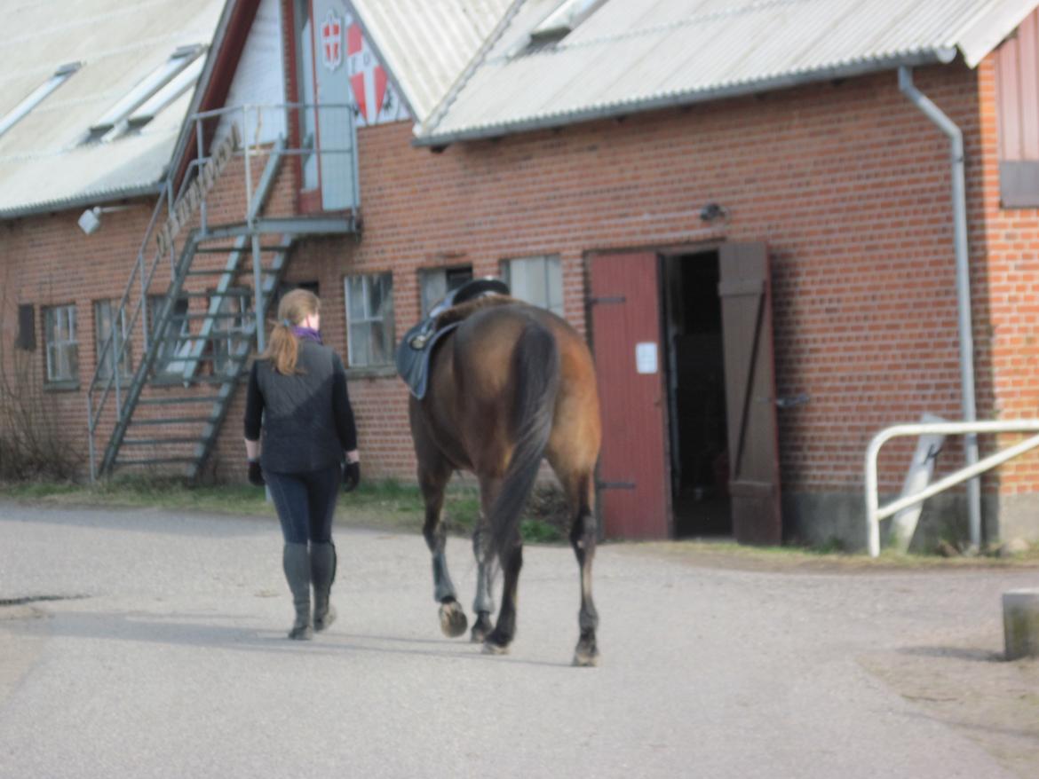 Traver Ærtig K - 26/04/13 på vej tilbage til stalden efter en super spring tur :)
 billede 13