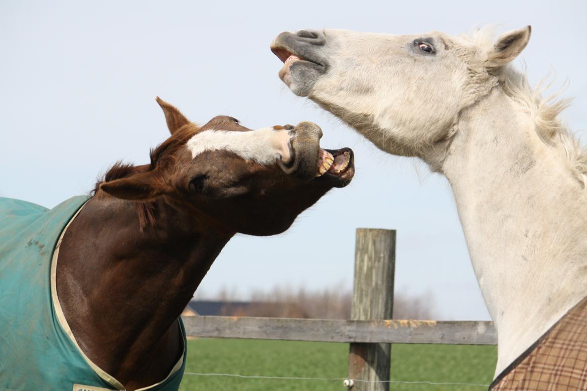 Belgisk varmblod D´Amour V/H Dennenhof - Foto : Mig billede 33