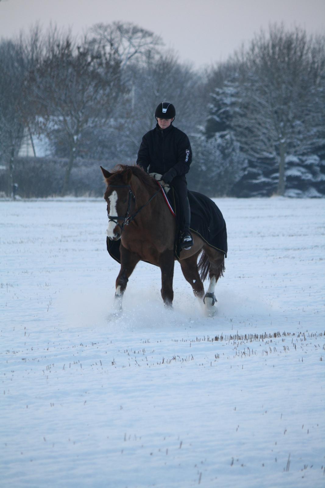 Belgisk varmblod D´Amour V/H Dennenhof - Foto : Mor billede 38