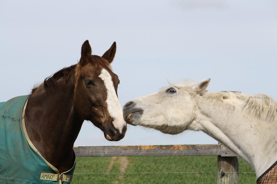 Welsh Cob (sec D) Athos/Mowgli - Foto : Mig billede 20
