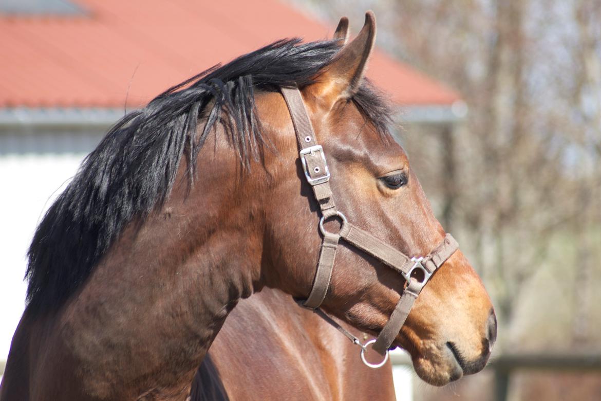 Dansk Varmblod Ringsgaards geni - Geni D. 25 April 2013
<3 billede 7